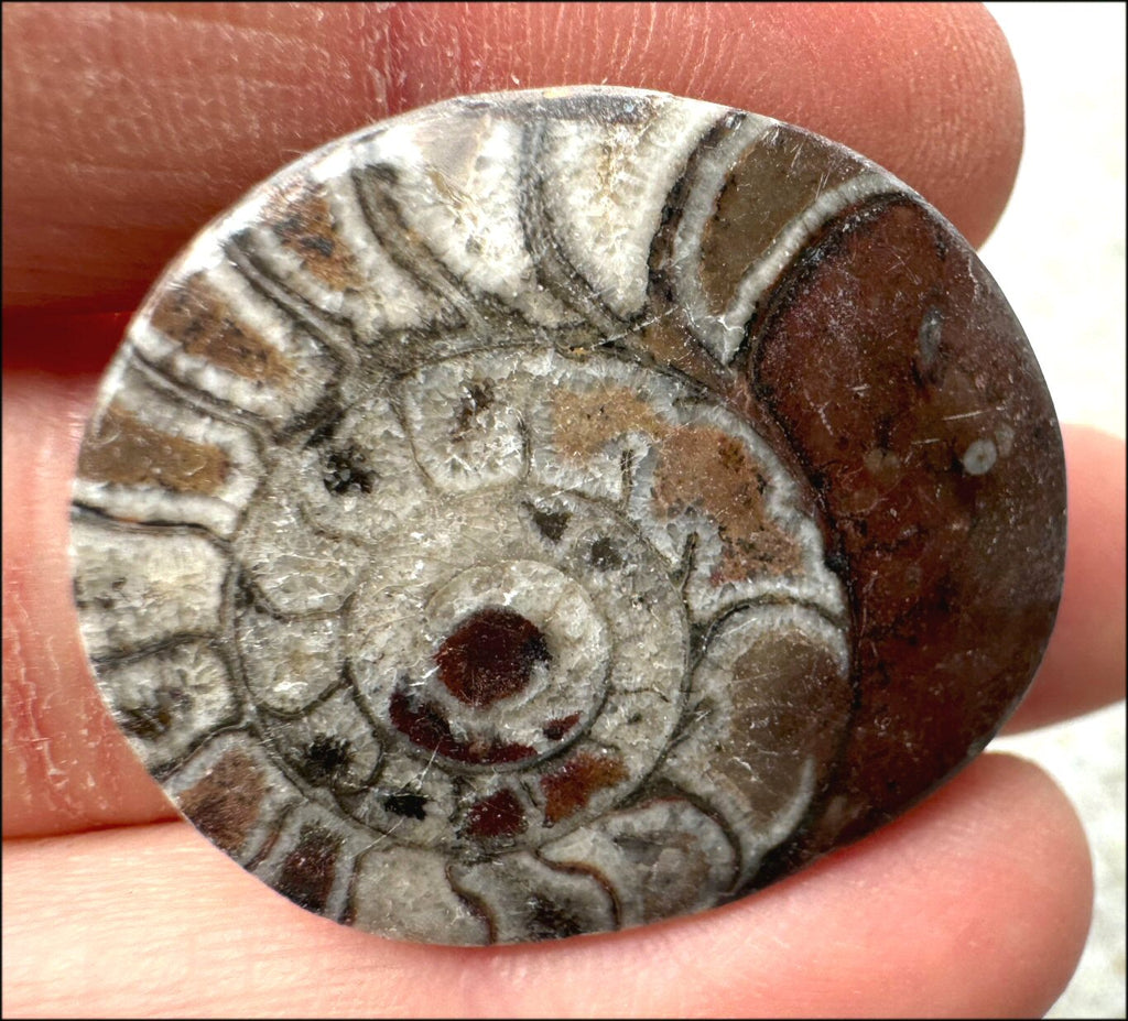 Sm. Polished AMMONITE Specimen - Stability, Connect with Mother Earth