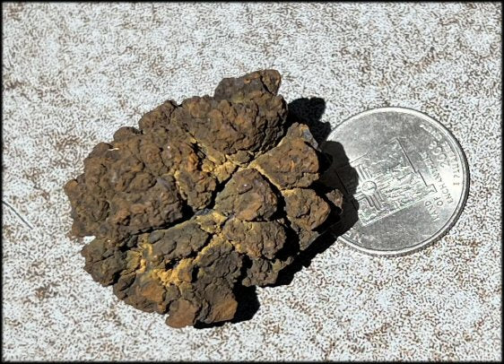 Fossilized Coprolite Specimen - Clear that which is no longer useful