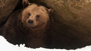 "Bear Medicine" Teaches Us To Process & Integrate Experiences!