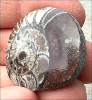 Sm. Polished AMMONITE Specimen - Stability, Connect with Mother Earth