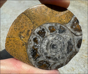 Sm. Polished AMMONITE Specimen - Stability, Connect wiith Mother Earth