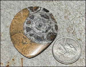 Sm. Polished AMMONITE Specimen - Stability, Connect wiith Mother Earth
