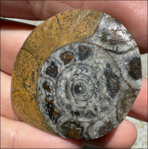 Sm. Polished AMMONITE Specimen - Stability, Connect wiith Mother Earth
