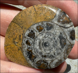 Sm. Polished AMMONITE Specimen - Stability, Connect wiith Mother Earth