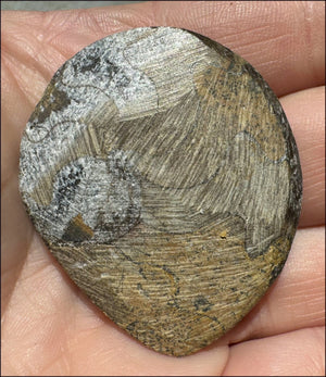 Sm. Polished AMMONITE Specimen - Stability, Connect wiith Mother Earth