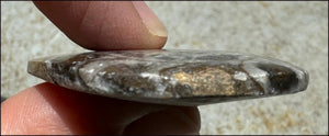 Sm. Polished AMMONITE Specimen - Stability, Connect wiith Mother Earth
