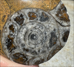 Sm. Polished AMMONITE Specimen - Stability, Connect wiith Mother Earth