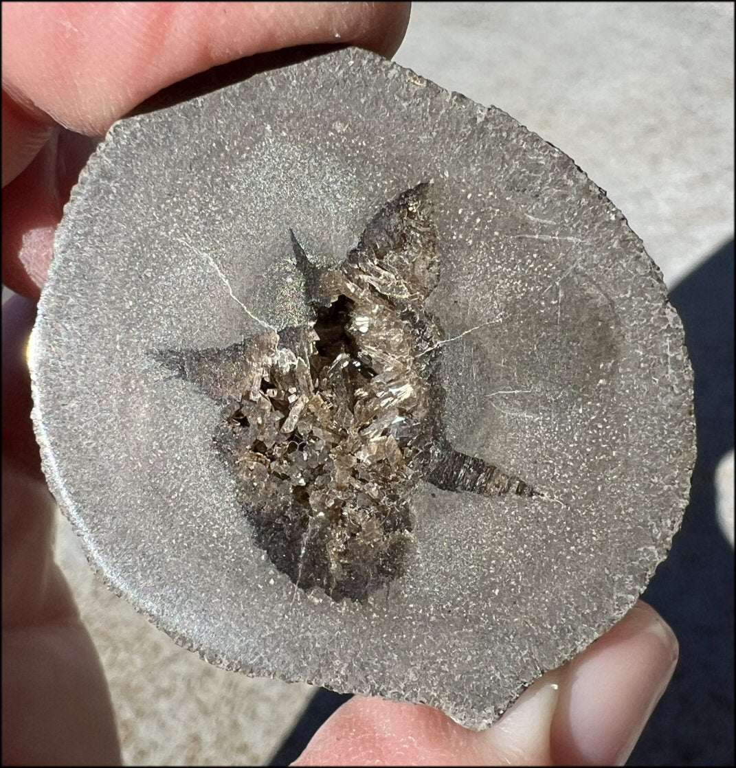 ~New~ French Septarian Nodule w/ Sparkly BARITE Crystal inclusions