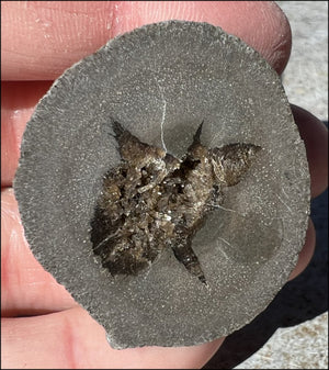 ~New~ French Septarian Nodule w/ Sparkly BARITE Crystal inclusions