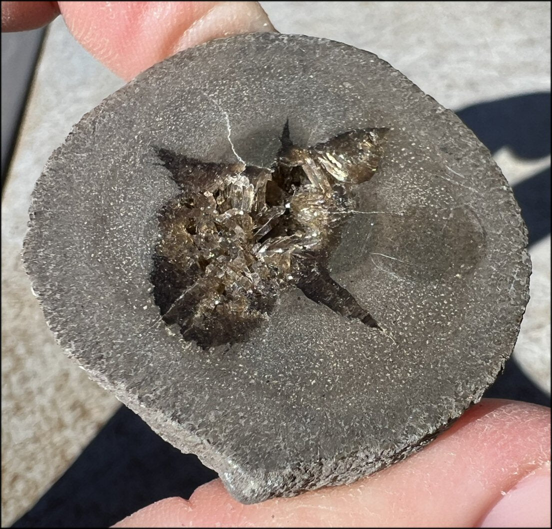 ~New~ French Septarian Nodule w/ Sparkly BARITE Crystal inclusions