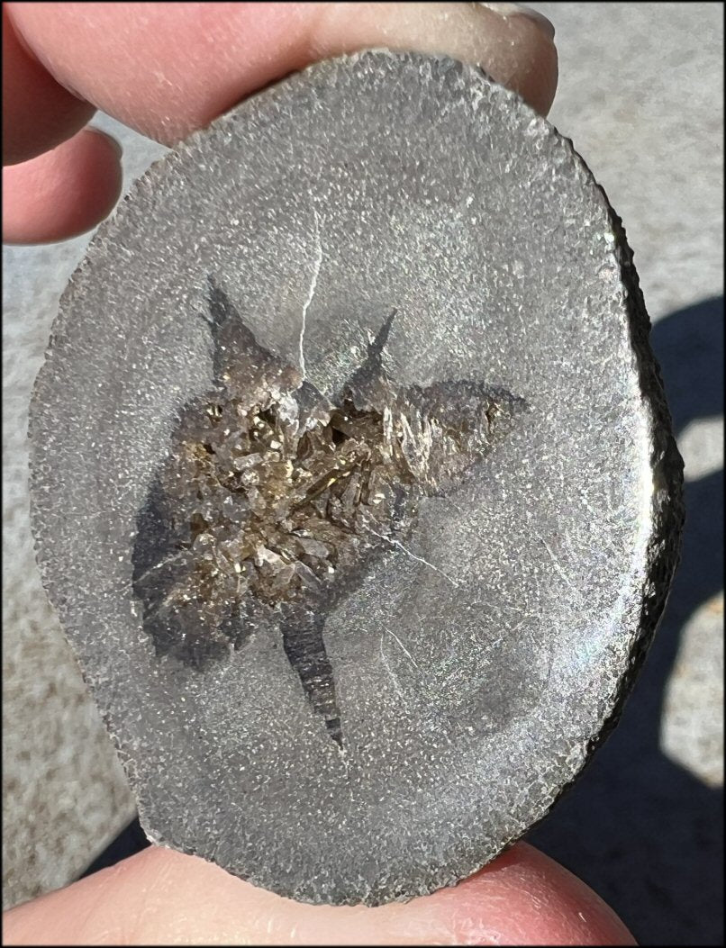 ~New~ French Septarian Nodule w/ Sparkly BARITE Crystal inclusions