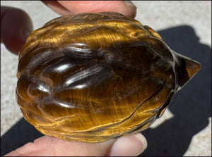 Golden Tiger Eye HEDGEHOG Totem - Curiosity, Fortitude