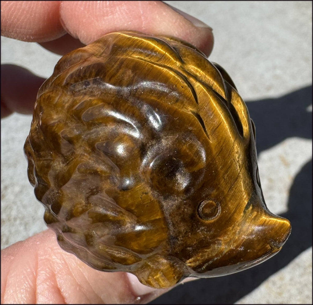 Golden Tiger Eye HEDGEHOG Totem - Curiosity, Fortitude