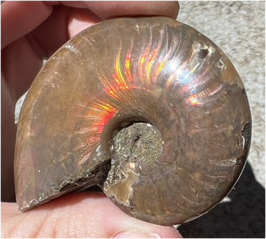 Madagascar Iridescent RED AMMONITE Fossil - Root Chakra, Stability