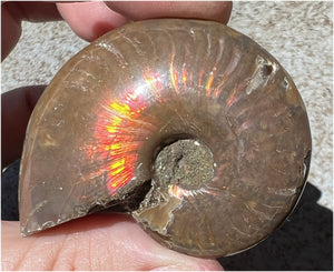 Madagascar Iridescent RED AMMONITE Fossil - Root Chakra, Stability