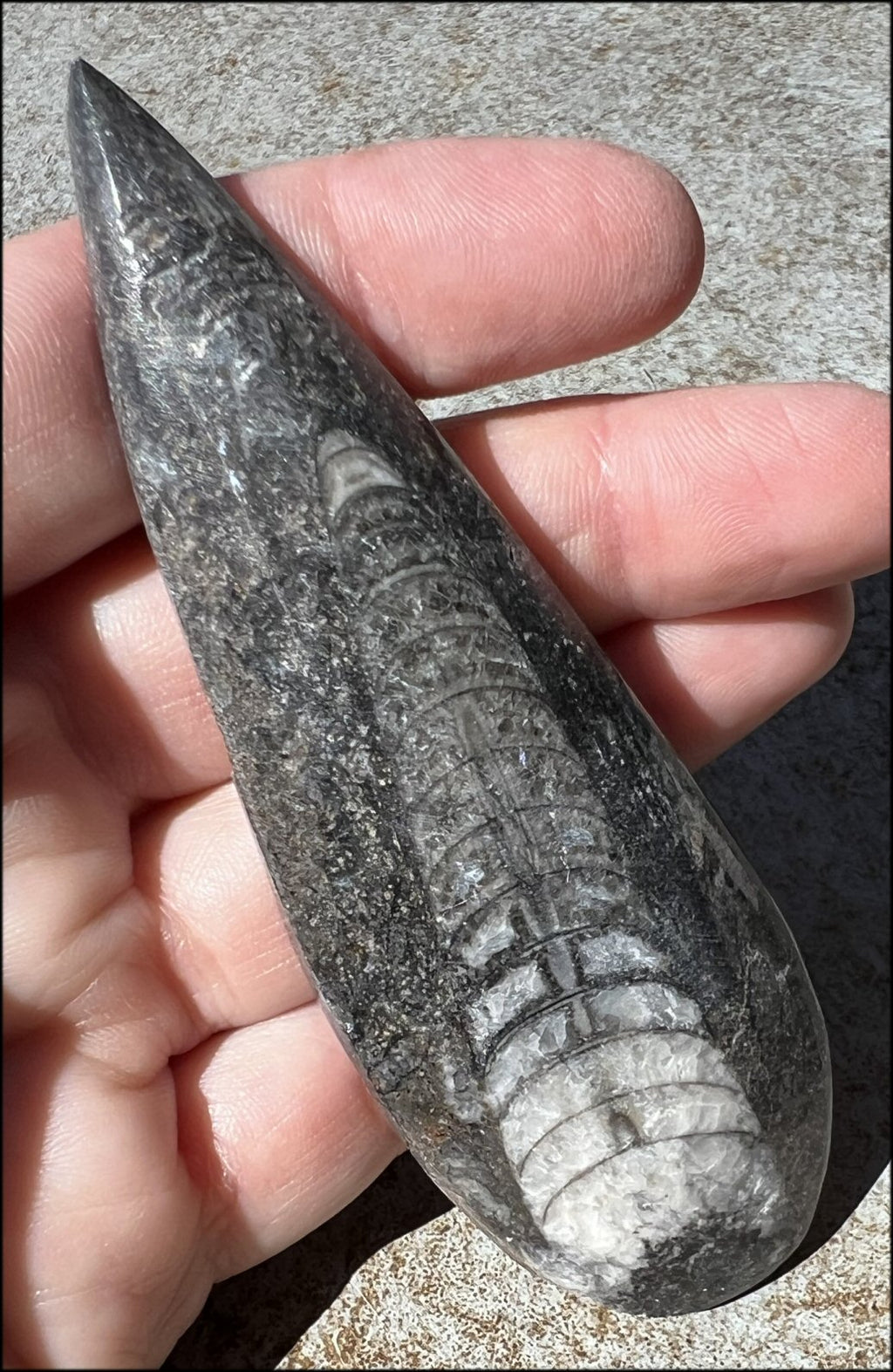 Polished Orthoceras Fossil from Morocco - Open to change, Let go of old programs