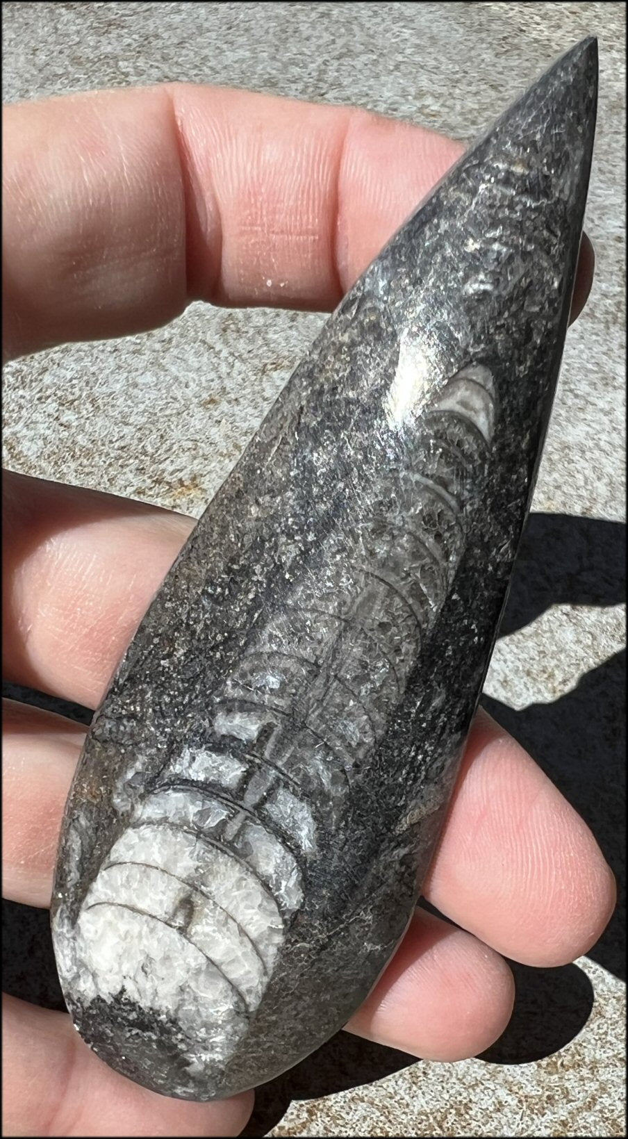 Polished Orthoceras Fossil from Morocco - Open to change, Let go of old programs