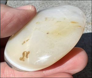 Madagascar Dendritic Agate Palm Stone w/ Bi-Colored Dendrites