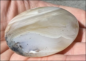 Madagascar Dendritic Agate Palm Stone w/ Bi-Colored Dendrites