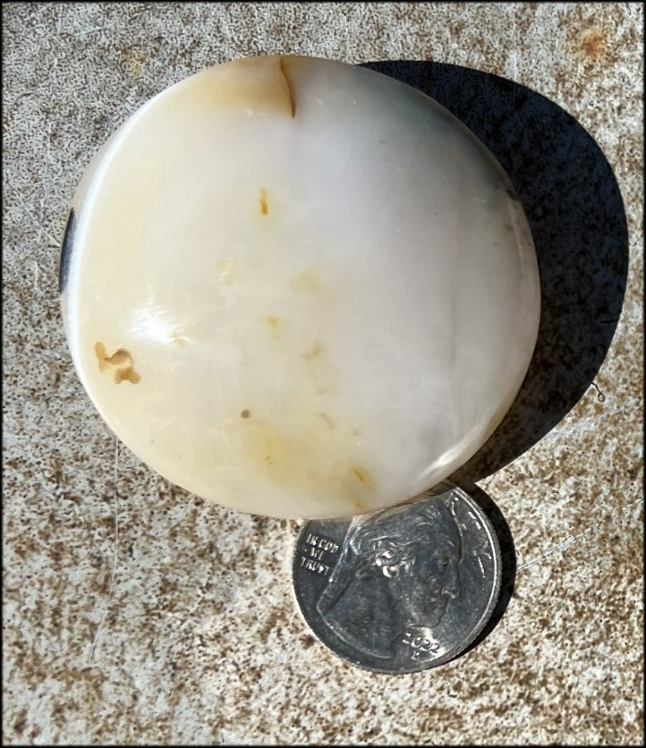 Madagascar Dendritic Agate Palm Stone w/ Bi-Colored Dendrites