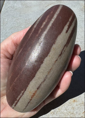 2XL Shiva Lingham Stone from India - Stone of Oneness
