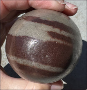 2XL Shiva Lingham Stone from India - Stone of Oneness
