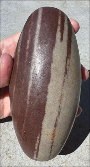 2XL Shiva Lingham Stone from India - Stone of Oneness