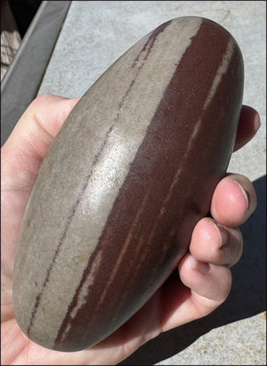 2XL Shiva Lingham Stone from India - Stone of Oneness