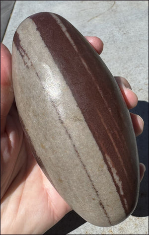2XL Shiva Lingham Stone from India - Stone of Oneness