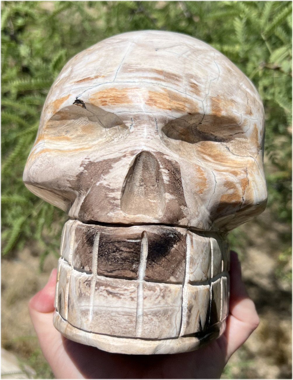 Life Size PETRIFIED WOOD Crystal Skull - Past Life Work -  just under 10lbs!