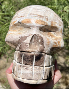 Life Size PETRIFIED WOOD Crystal Skull - Past Life Work -  just under 10lbs!