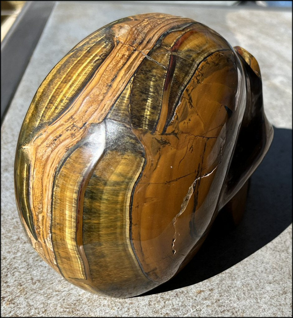 ~Shimmery~ LifeSize TIGER IRON Crystal Skull with Blue Tiger's Eye inclusion, Lots of Hematite and Yellow Jasper