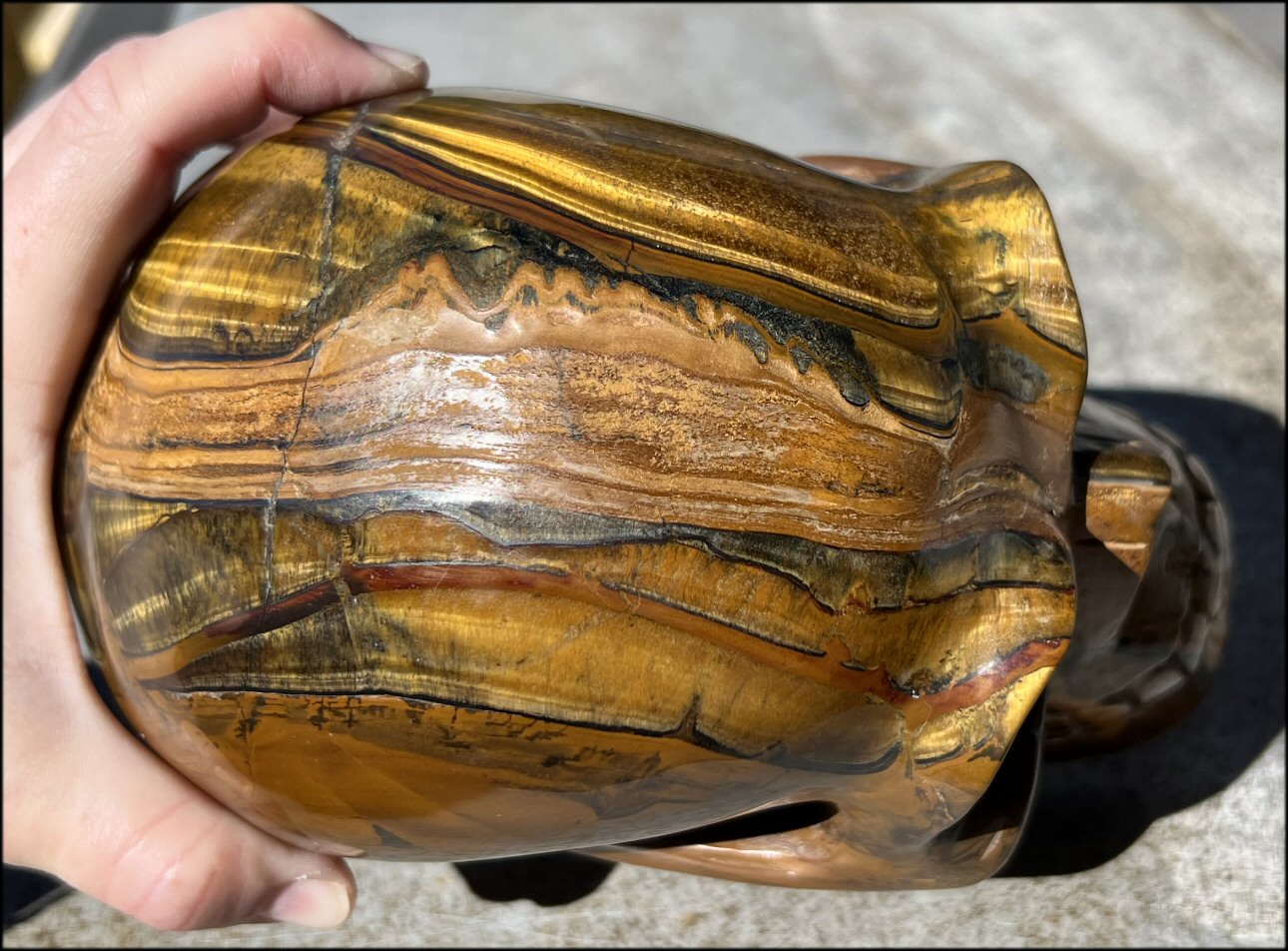 ~Shimmery~ LifeSize TIGER IRON Crystal Skull with Blue Tiger's Eye inclusion, Lots of Hematite and Yellow Jasper