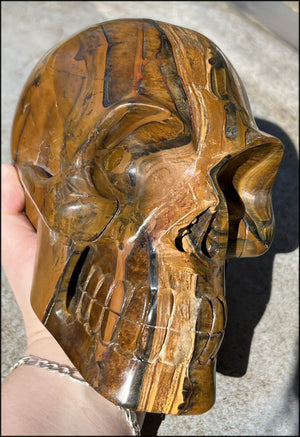 ~Shimmery~ LifeSize TIGER IRON Crystal Skull with Blue Tiger's Eye inclusion, Lots of Hematite and Yellow Jasper