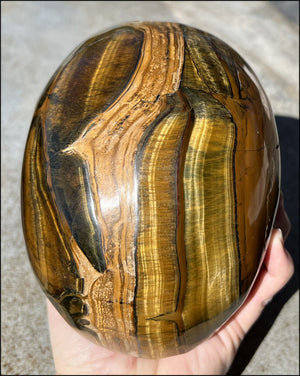 ~Shimmery~ LifeSize TIGER IRON Crystal Skull with Blue Tiger's Eye inclusion, Lots of Hematite and Yellow Jasper