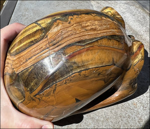 ~Shimmery~ LifeSize TIGER IRON Crystal Skull with Blue Tiger's Eye inclusion, Lots of Hematite and Yellow Jasper