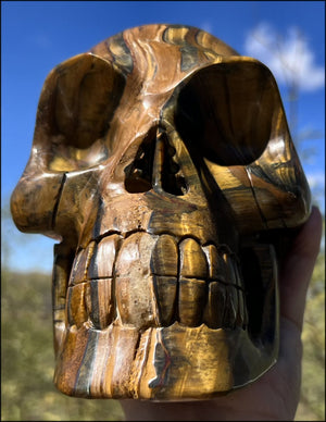 ~Shimmery~ LifeSize TIGER IRON Crystal Skull with Blue Tiger's Eye inclusion, Lots of Hematite and Yellow Jasper