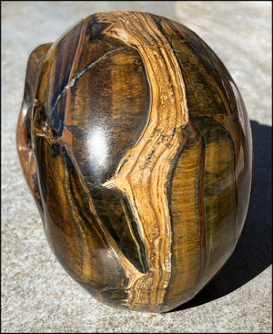 ~Shimmery~ LifeSize TIGER IRON Crystal Skull with Blue Tiger's Eye inclusion, Lots of Hematite and Yellow Jasper