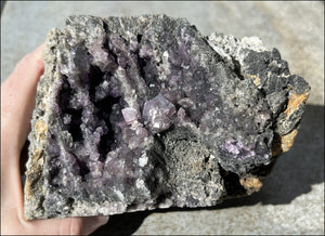 Limestone + Cubic Purple FLUORITE Metamorphosis Crystal Skull with Mesmerizing Vugs - Just over 6lbs