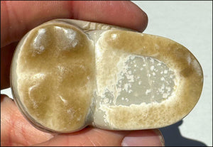 Banded Aragonite CRYSTAL SKULL - Grounding, Decrease stress - with Synergy 8+ yrs