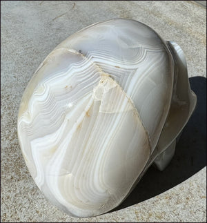 LifeSize Madagascar AGATE Crystal Skull with Fantastic Banding, Bi-Colored Dendritic inclusions