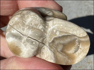 Banded Aragonite CRYSTAL SKULL - Grounding, Decrease stress - with Synergy 7+ years