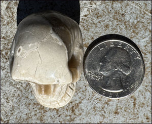 Banded Aragonite CRYSTAL SKULL - Grounding, Decrease stress - with Synergy 7+ years