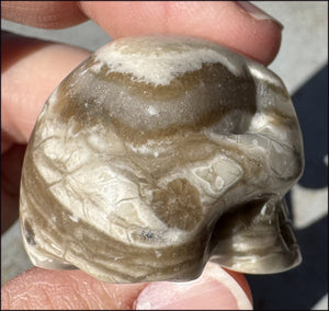 Banded Aragonite CRYSTAL SKULL - Grounding, Decrease stress - with Synergy 7+ years