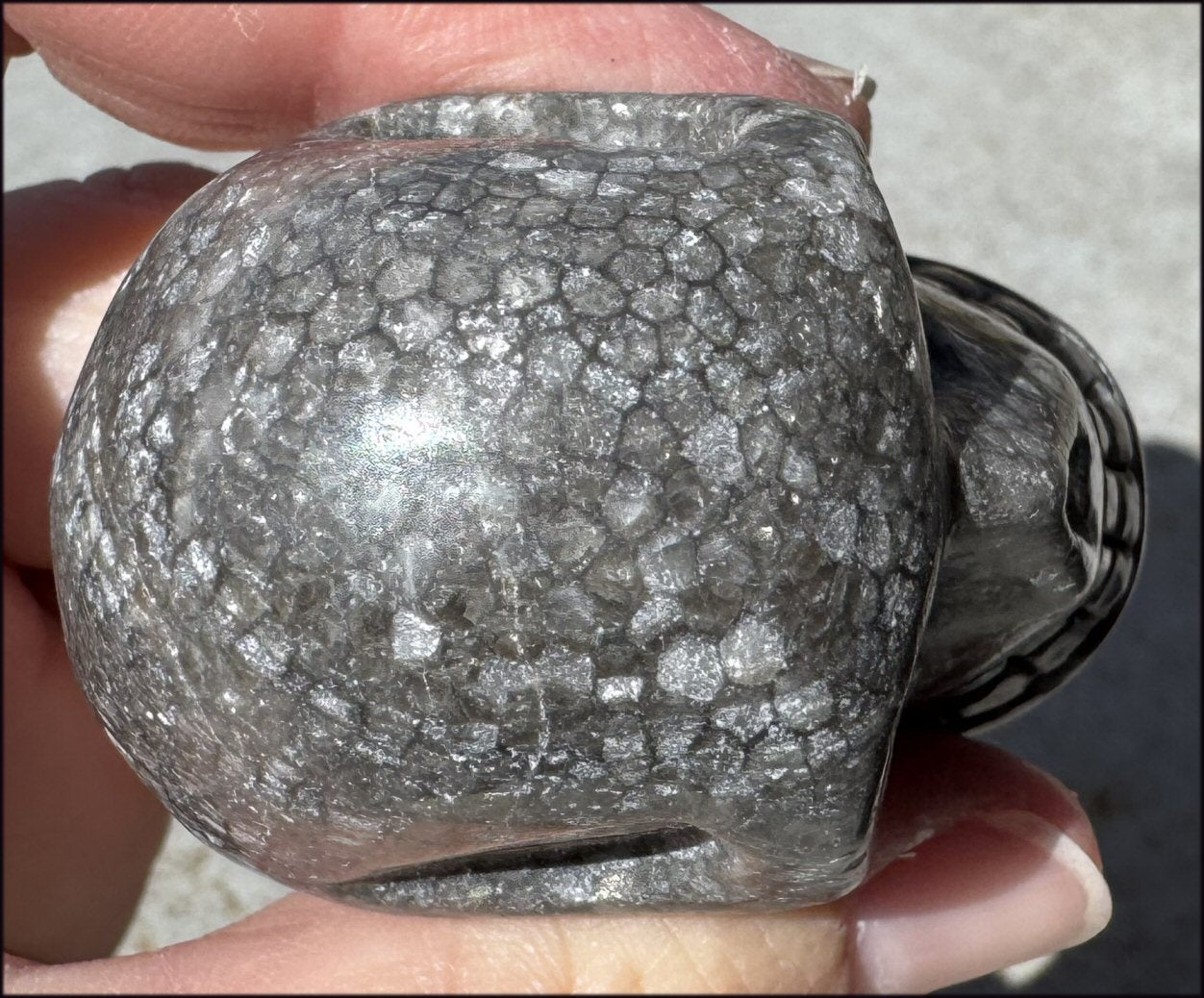 Fossilized Coral CRYSTAL SKULL - Dissipate negativity, Stimulate 3rd Eye