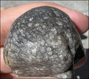 Fossilized Coral CRYSTAL SKULL - Dissipate negativity, Stimulate 3rd Eye