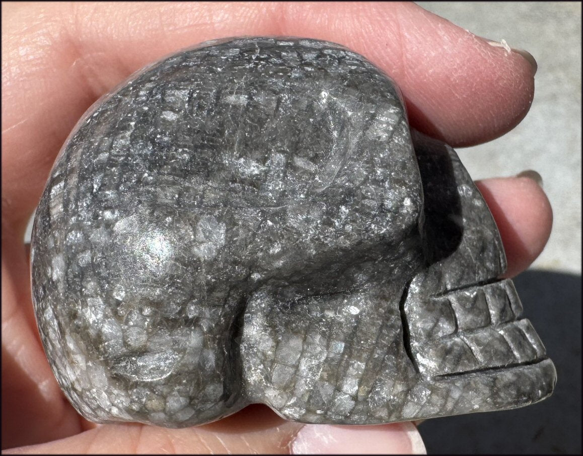 Fossilized Coral CRYSTAL SKULL - Dissipate negativity, Stimulate 3rd Eye