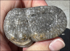 Fossilized Coral CRYSTAL SKULL - Dissipate negativity, Stimulate 3rd Eye