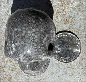 Fossilized Coral CRYSTAL SKULL - Dissipate negativity, Stimulate 3rd Eye
