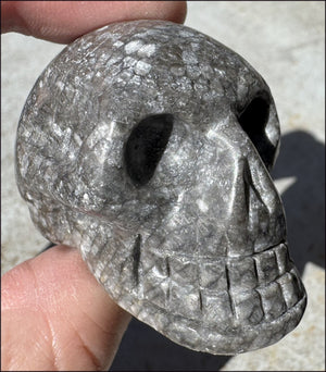 Fossilized Coral CRYSTAL SKULL - Dissipate negativity, Stimulate 3rd Eye